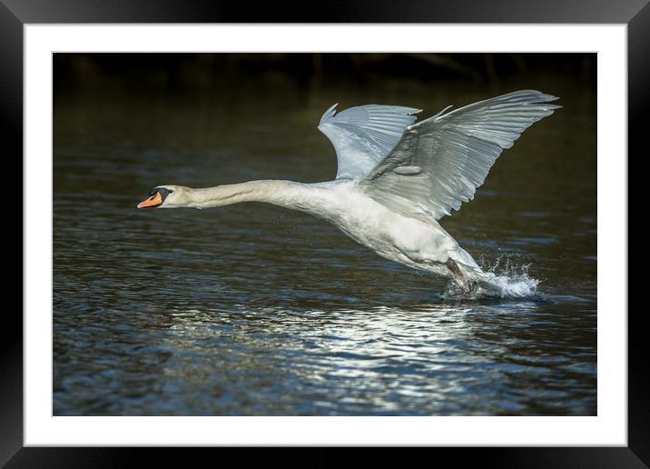 Take off Framed Mounted Print by Philip Male