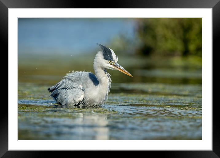 My angry face. Framed Mounted Print by Philip Male