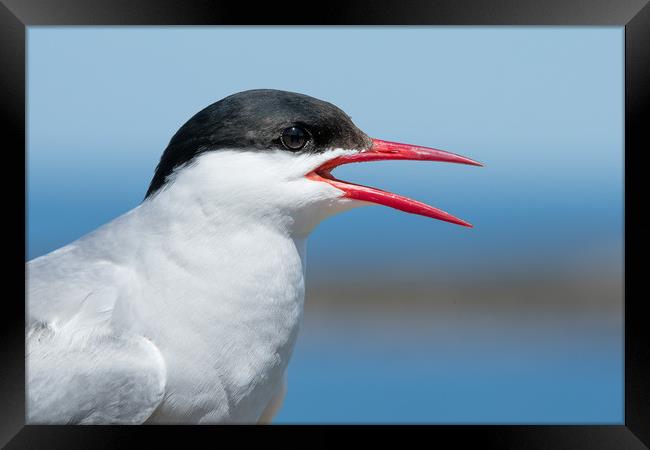 A funny Tern Framed Print by Philip Male