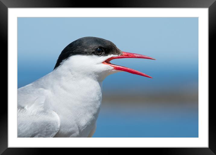 A funny Tern Framed Mounted Print by Philip Male