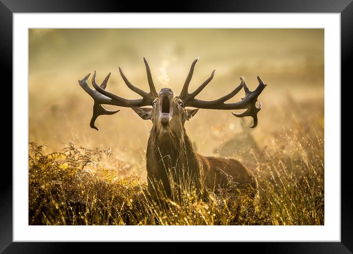 Stand and deliver !! Framed Mounted Print by Philip Male