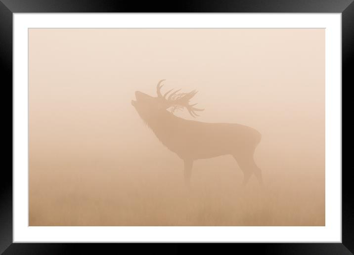 Growlers in the mist Framed Mounted Print by Philip Male
