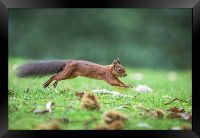 On the run Framed Print by Philip Male