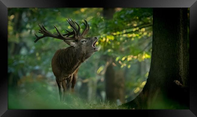 Call of Nature Framed Print by Philip Male