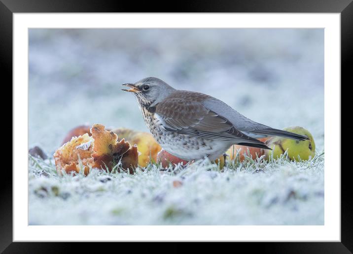 A touch of frost Framed Mounted Print by Philip Male