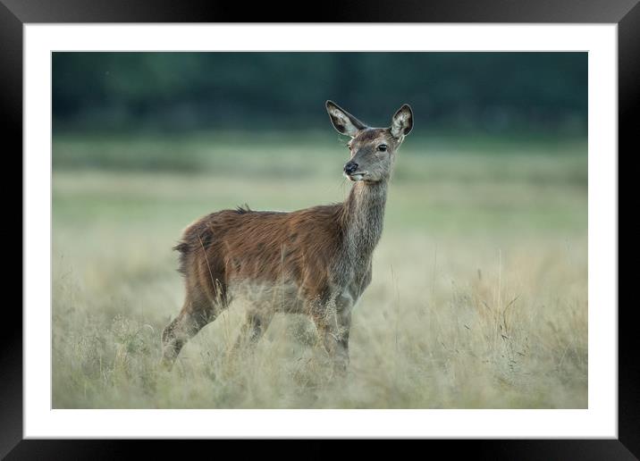 Aware  Framed Mounted Print by Philip Male