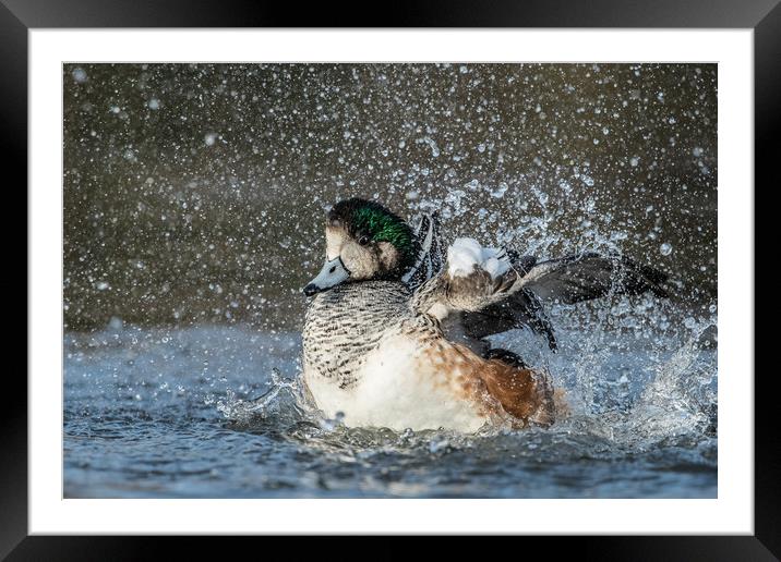 Splash it all over Framed Mounted Print by Philip Male