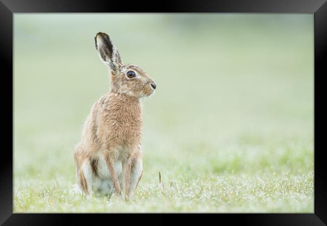 Hare today Framed Print by Philip Male
