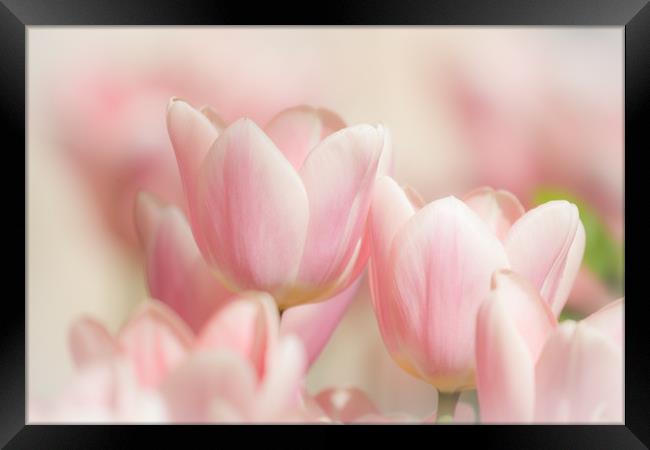 Pretty in pink Framed Print by Philip Male