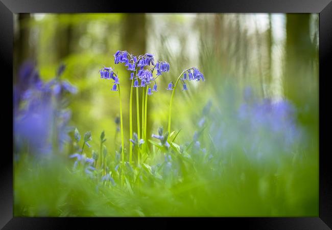 The magic world Framed Print by Philip Male