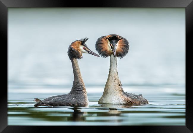 The mating game Framed Print by Philip Male