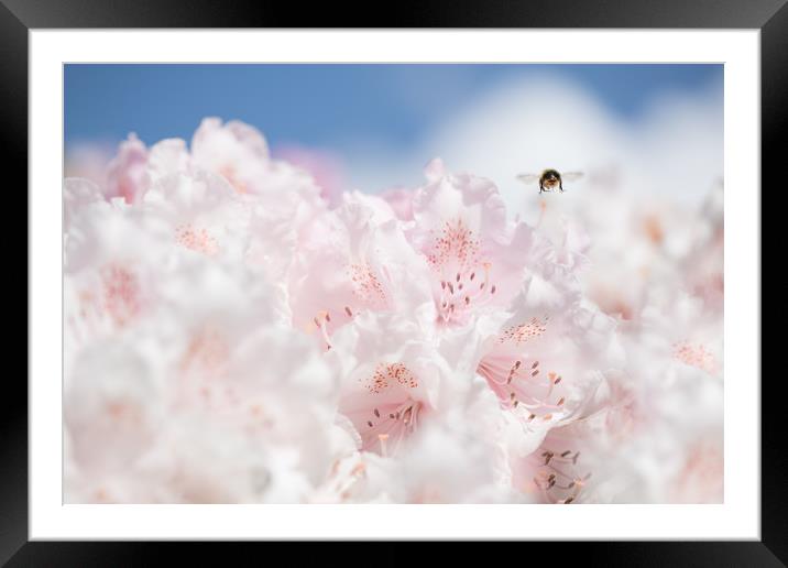 Busy bee  Framed Mounted Print by Philip Male