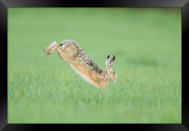 Hare I go Framed Print by Philip Male