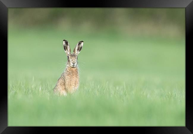 Whistling Hare Framed Print by Philip Male