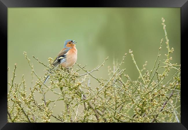 Singing Chaffinch Framed Print by Philip Male