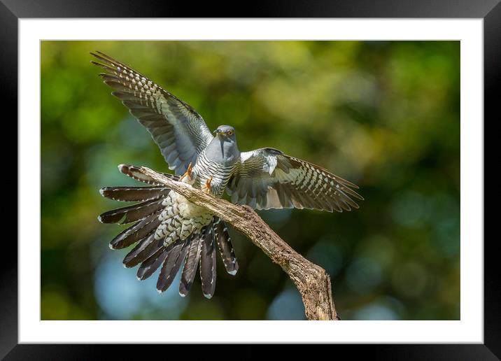 Coming in hot Framed Mounted Print by Philip Male