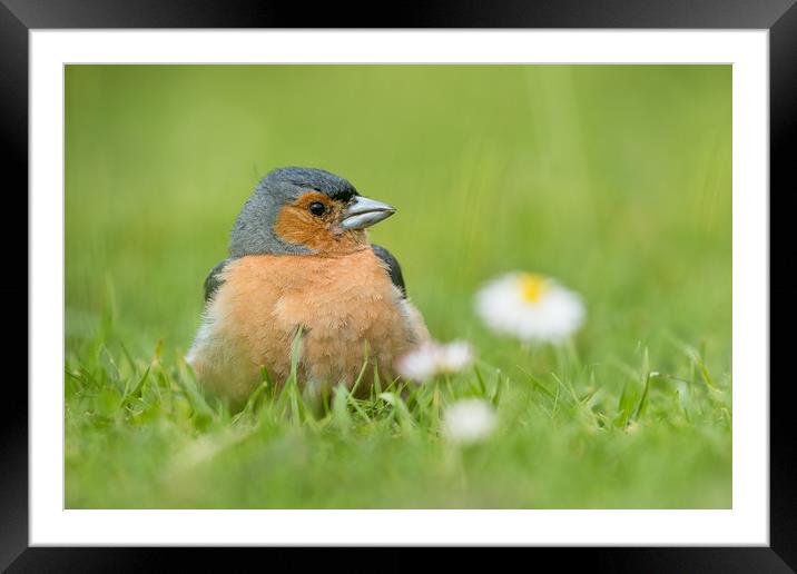 Sitting pretty Framed Mounted Print by Philip Male