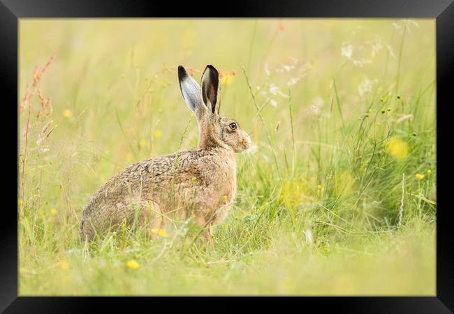 Hare comes Summer Framed Print by Philip Male