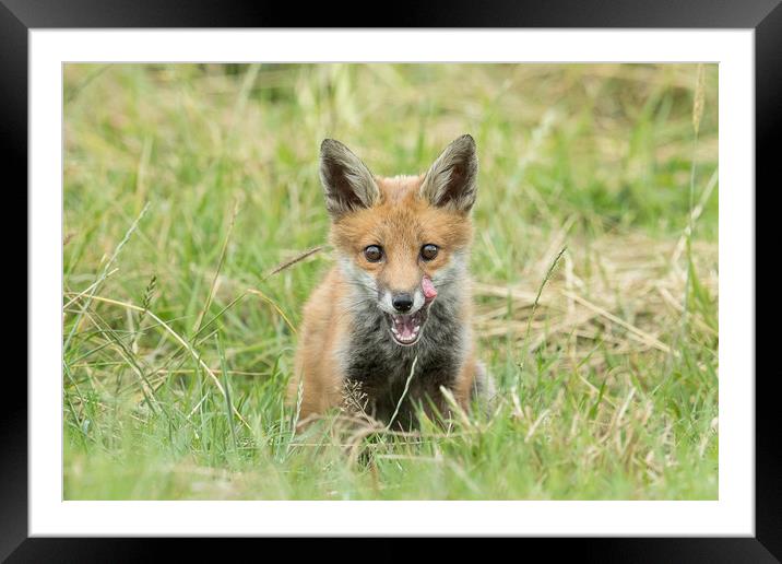 Lip Smacking Good Framed Mounted Print by Philip Male