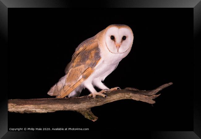 Barn Owl at night Framed Print by Philip Male