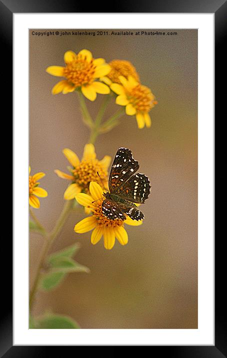 butterfly enjoying nodding bur marigolds Framed Mounted Print by john kolenberg