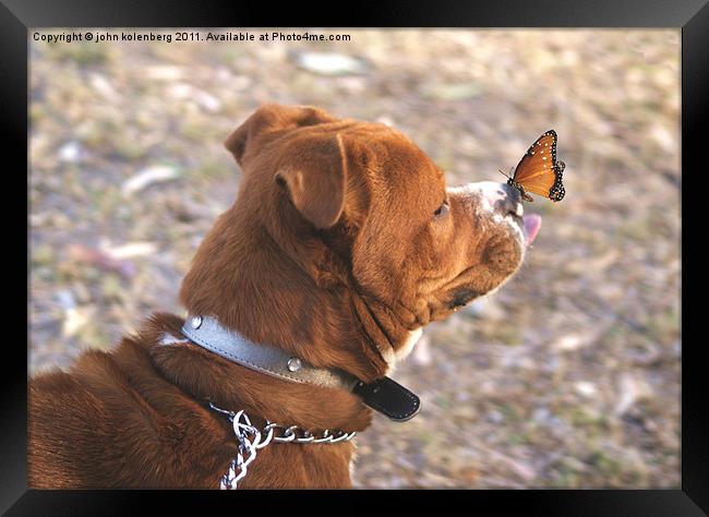 dog and butterfly Framed Print by john kolenberg