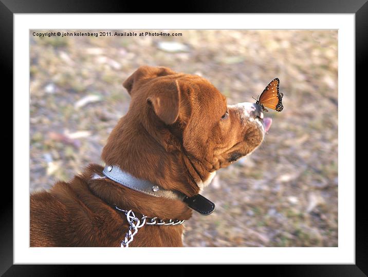 dog and butterfly Framed Mounted Print by john kolenberg