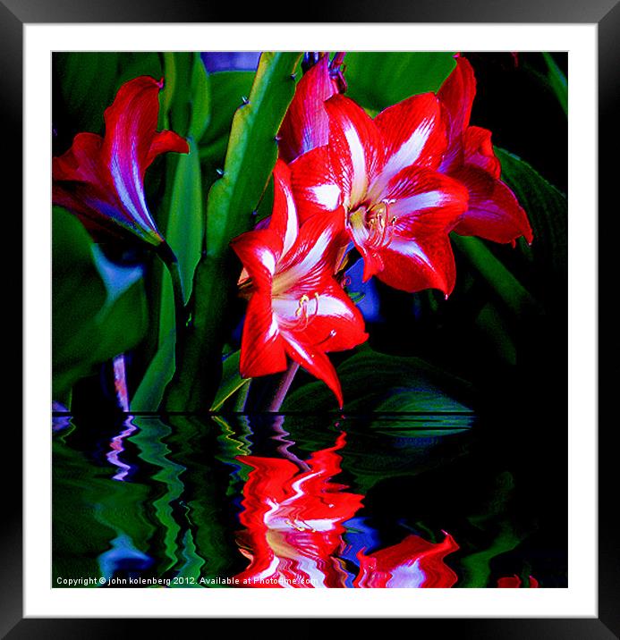 red lillies over water's edge at night Framed Mounted Print by john kolenberg