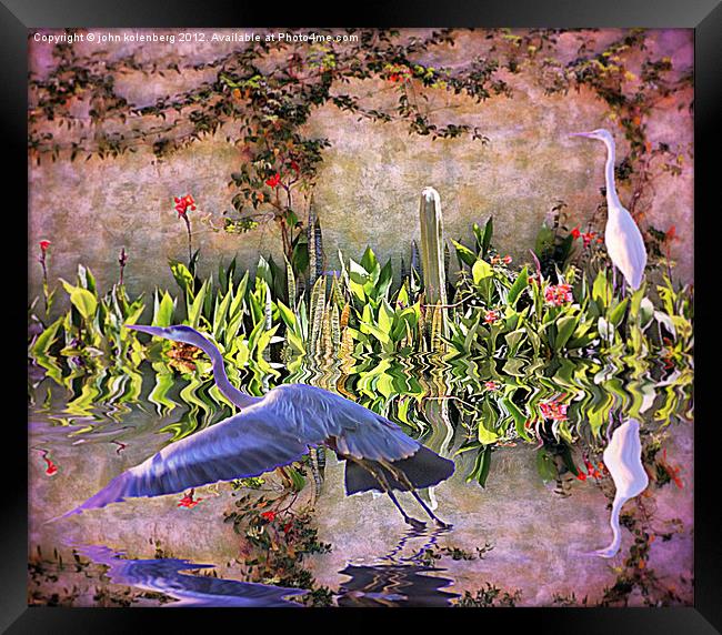 the herons are returning to my mexican garden Framed Print by john kolenberg