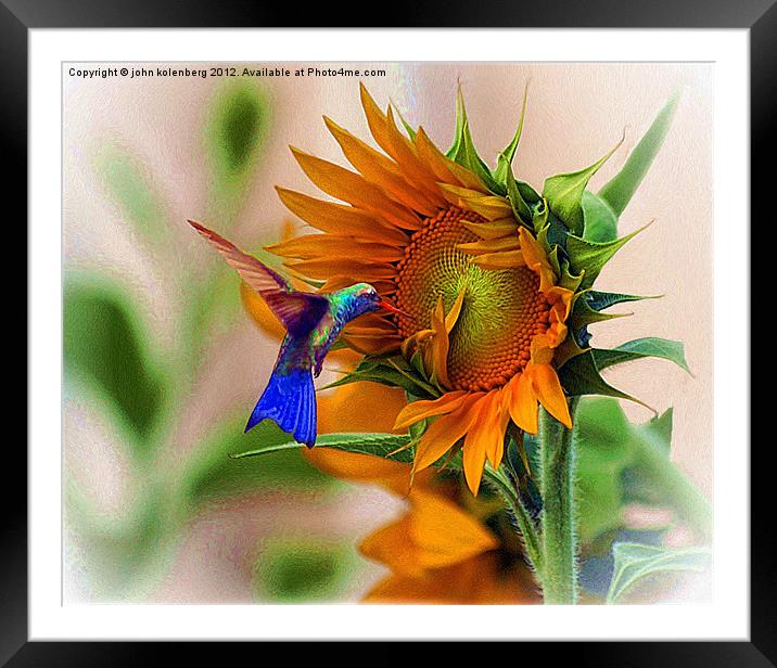 hummingbird on sunflower Framed Mounted Print by john kolenberg