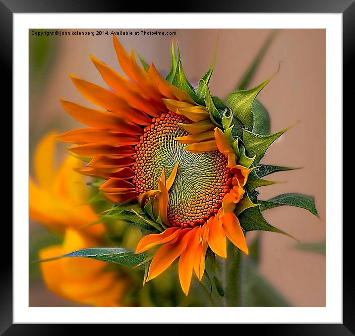 beautiful sunflower Framed Mounted Print by john kolenberg