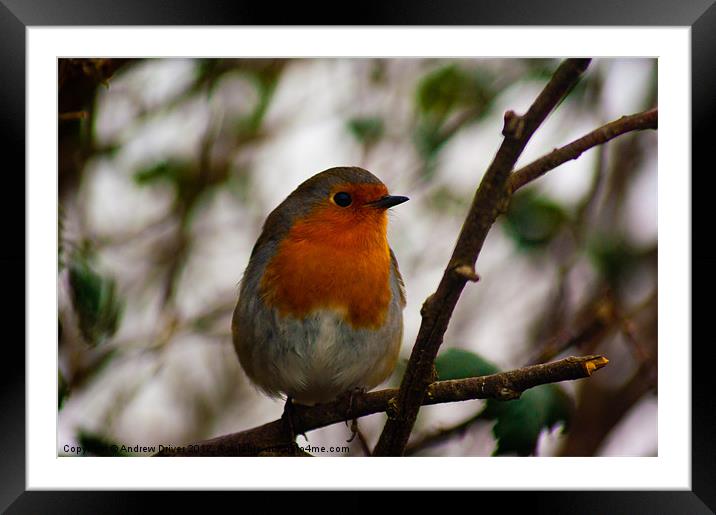 Red Red Robin Framed Mounted Print by Andrew Driver