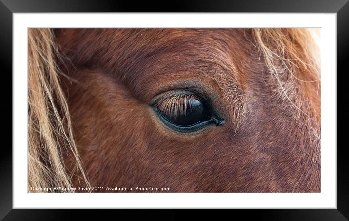 Shetland Pony Framed Mounted Print by Andrew Driver