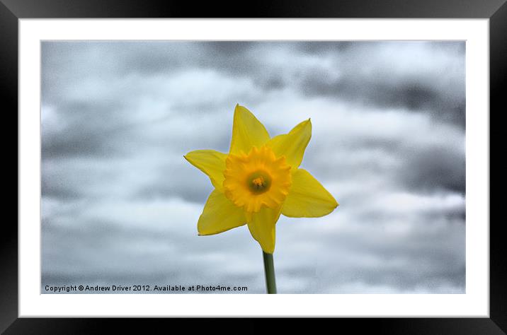 Daffodil Framed Mounted Print by Andrew Driver