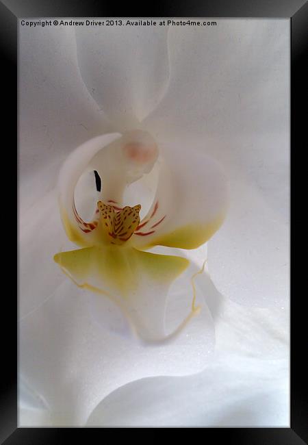Phalaenopsis Framed Print by Andrew Driver