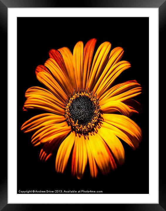 Gerbera Framed Mounted Print by Andrew Driver