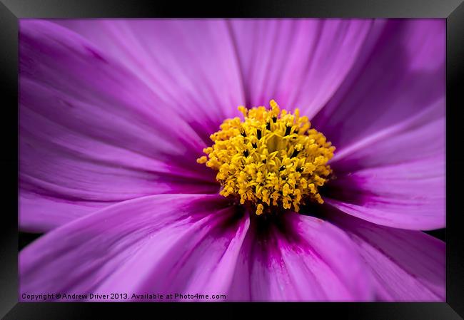 Purple Cosmos Framed Print by Andrew Driver