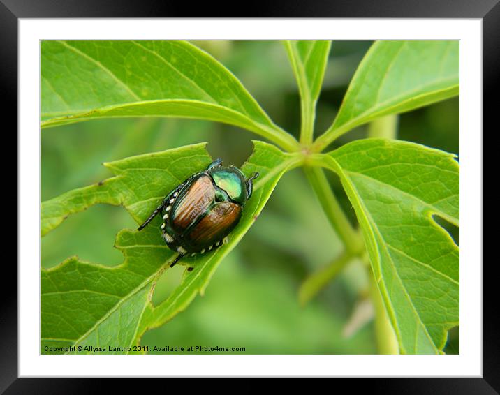 Bugs Of Life Framed Mounted Print by Allyssa Lantrip