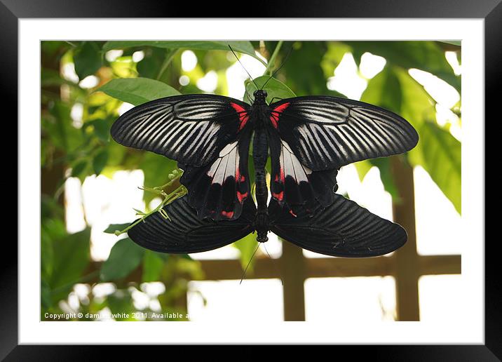 butterflies Framed Mounted Print by damien white