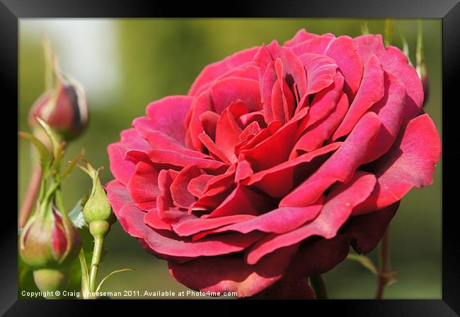 Red rose Framed Print by Craig Cheeseman