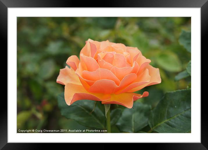 Peach Rose Framed Mounted Print by Craig Cheeseman