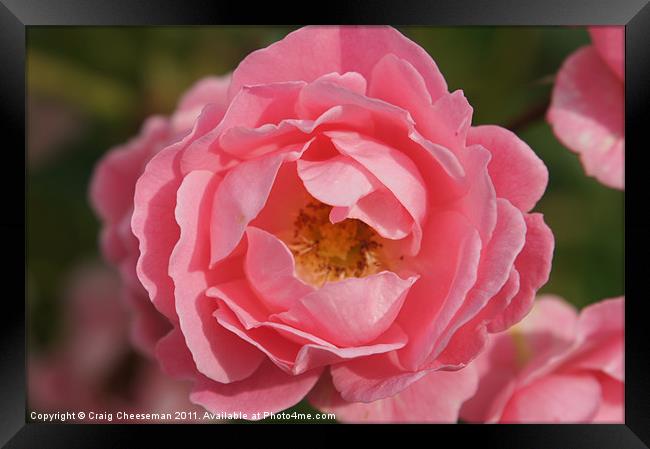 Pink rose Framed Print by Craig Cheeseman