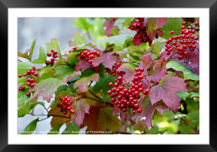 Berries. Framed Mounted Print by Craig Cheeseman