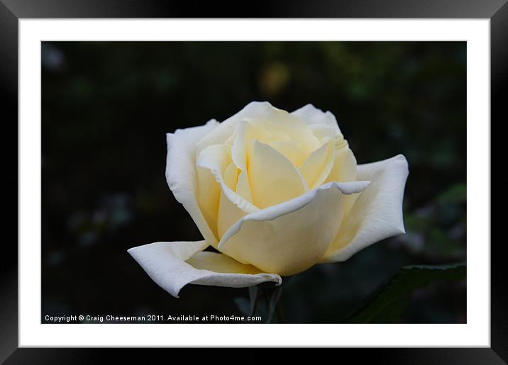 White rose Framed Mounted Print by Craig Cheeseman