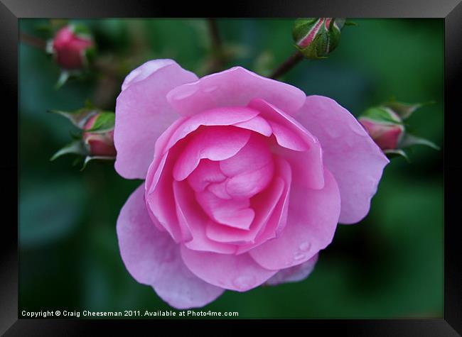 Pink rose and buds Framed Print by Craig Cheeseman