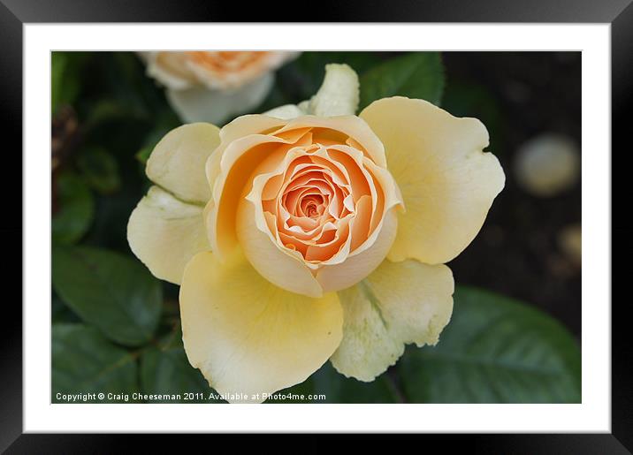 Blossoming rose Framed Mounted Print by Craig Cheeseman