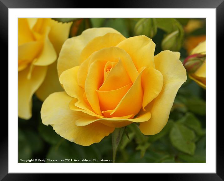 Yellow rose Framed Mounted Print by Craig Cheeseman