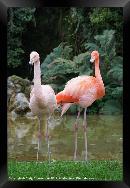 Pink Flamingo's Framed Print by Craig Cheeseman