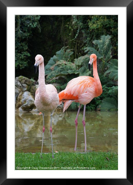 Pink Flamingo's Framed Mounted Print by Craig Cheeseman