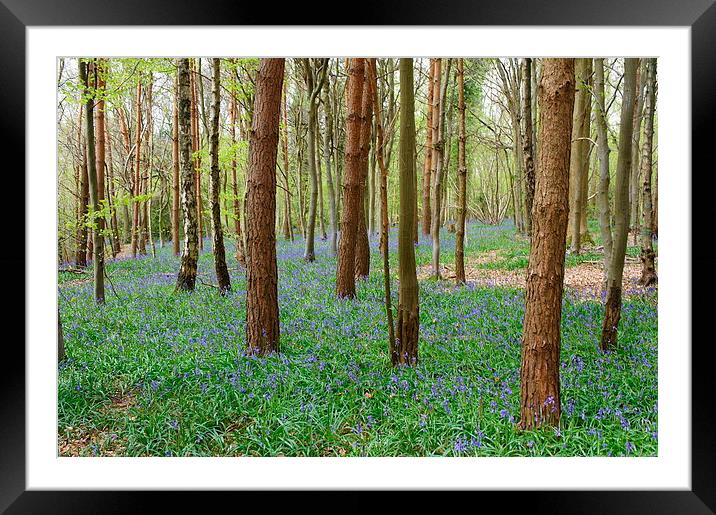 Spring time Framed Mounted Print by Craig Cheeseman